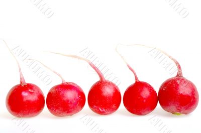 radish radish