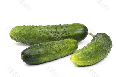 Cucumber