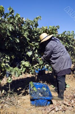 Grape-gathering