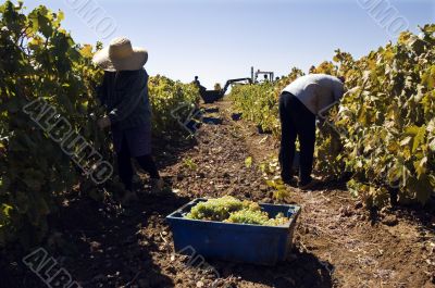 Grape-gathering