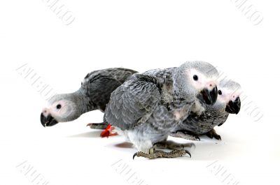 red tale parrot isolated on white