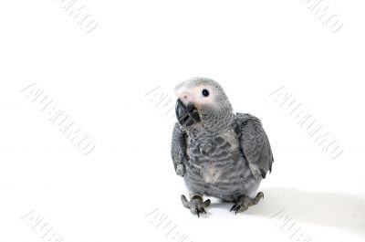 baby red tale parrot