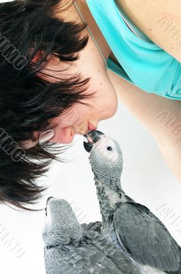 red tale parrot isolated on white kissing with female