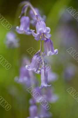 Blue bells Blue bells