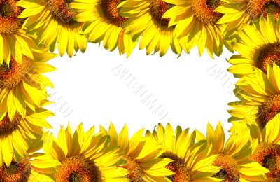 Small sunflower frame on white