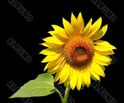 Sunflower isolated on black