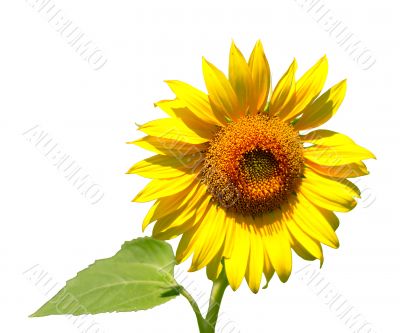 Sunflower isolated on white