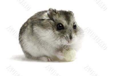 Hamster with bread