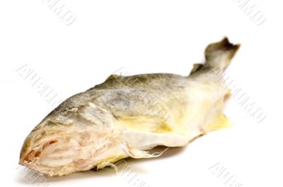 fresh fish