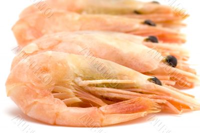 shrimps