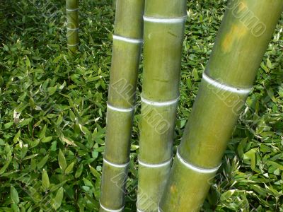 row of bamboo trees