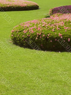 cut grass lawn with bushes