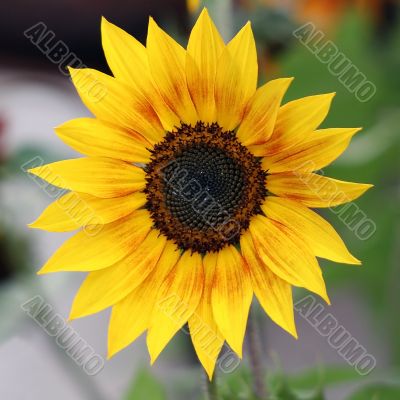 Sunflower Sunflower