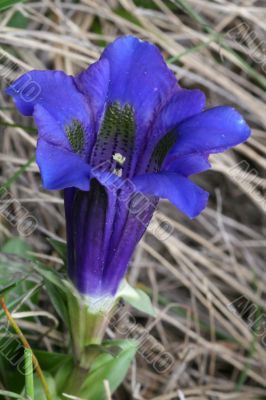 Gentian