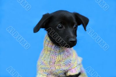 small black dog in jacket on blue background