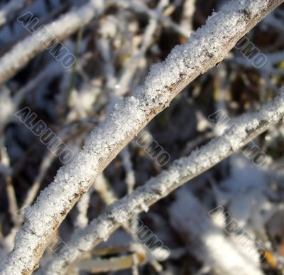 Snow on Branch