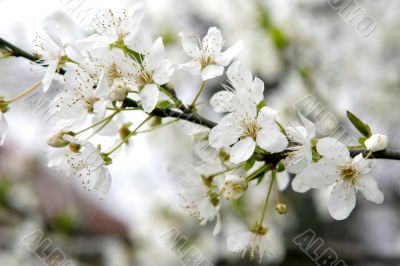 blossom cherry spring