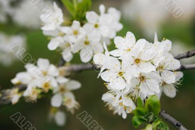 cherry blossom spring