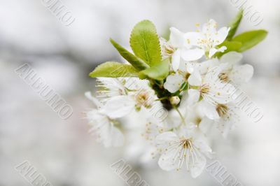 blossom cherry