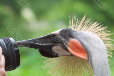 Grey Crowned Crane