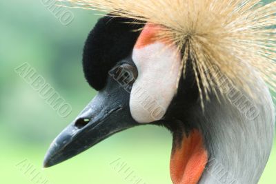 Grey Crowned Crane