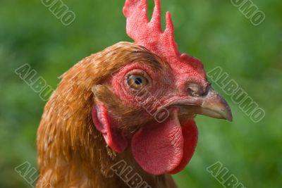  	Colorfull chicken with cockscomb