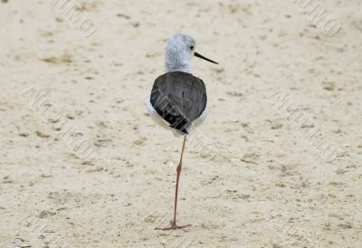 Black-winged Stilt on beach Black-winged Stilt on beach