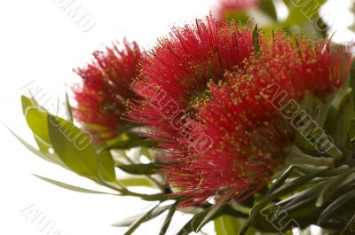 Pohutukawa - New Zealand Christmas tree.