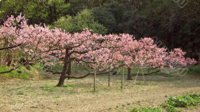 blossom cherries blossom cherries