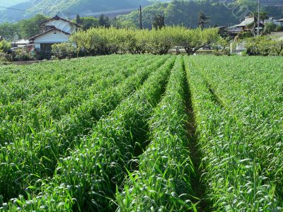 rural agriculture field