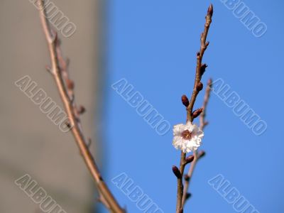 first blossom flower