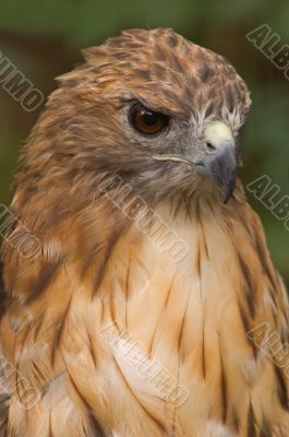 Red-tailed Hawk Portrait