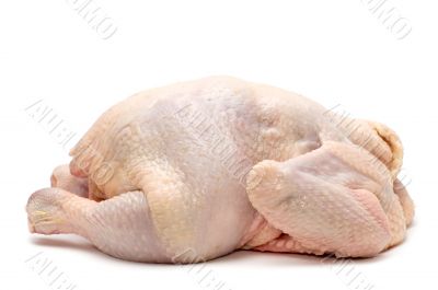 chicken on white background