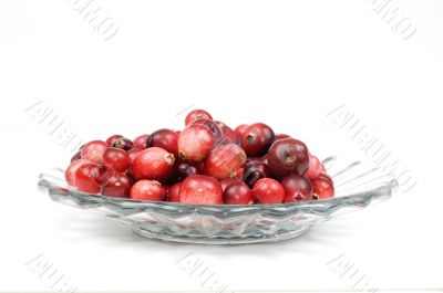 Cranberry