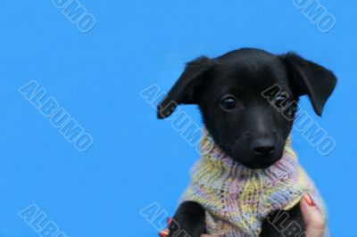 small black dog in jacket on blue background