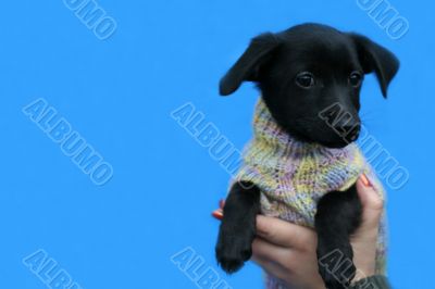 small black dog in jacket on blue background