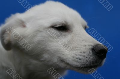 head of big white dog on blue background