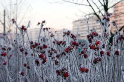 rime on a dog-rose