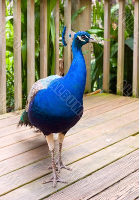 Peacock 13