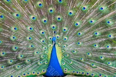 Peacock 5