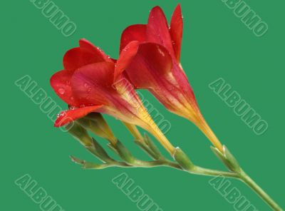 Red freesia on green background Red freesia on green background