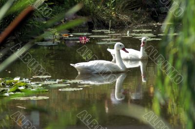 Wild duck