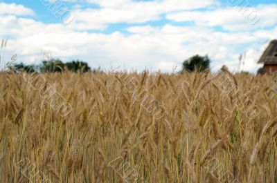 Yellow grain ready for harvest growing in a farm field