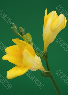 Yellow freesia on green background Yellow freesia on green background