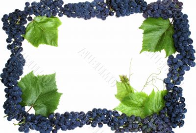Frame grape Frame grape