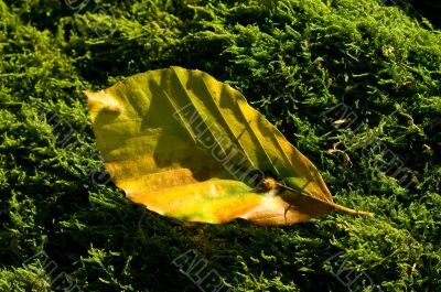 yellow leaff on moss