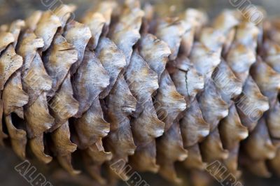 fir-cone tetxure