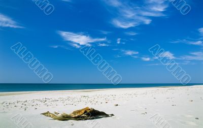 Snag on a beach