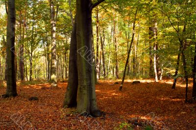 Beech forest