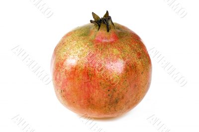 Pomegranate Pomegranate